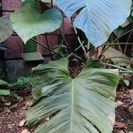 Philodendron ornatum Habit