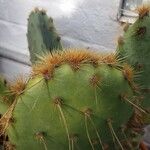 Opuntia robusta葉