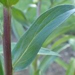 Digitalis ferruginea Leaf