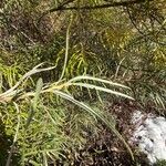 Salix eleagnos Feuille