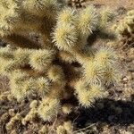 Cylindropuntia bigeloviiLeaf