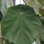 Pterospermum acerifolium Blatt