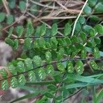 Asplenium trichomanes Φρούτο