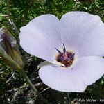 Calochortus invenustus Květ
