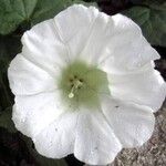 Calystegia spithamaea Flower