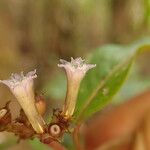 Sacosperma paniculatum Çiçek
