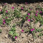 Petunia integrifolia Агульны выгляд