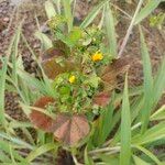Malachra capitata Blatt