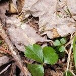 Coptis trifolia Hoja