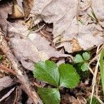 Coptis trifolia Liść