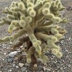 Cylindropuntia bigelovii 葉