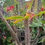Euphorbia milii Blodyn