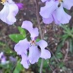 Orychophragmus violaceus Flor