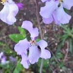 Orychophragmus violaceus Flower