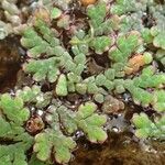 Azolla filiculoides Buveinė