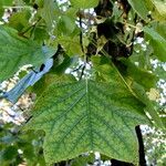 Liriodendron tulipifera Liść