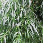 Podocarpus salignus Blad