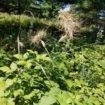 Elymus canadensis Plod