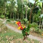 Centropogon granulosus Flower