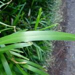 Pennisetum clandestinum Leaf