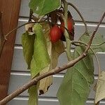 Solanum betaceum Leaf