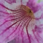 Podranea ricasoliana 花