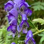 Aconitum napellus Virág