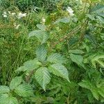 Rubus bertramii Blad