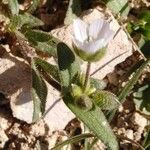 Cerastium dichotomum Leaf