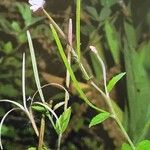 Epilobium montanum Habitatea