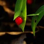 Ruscus hypoglossum Fruto