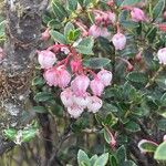 Gaultheria myrsinoides Plod