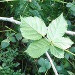 Rubus imbricatus ഇല