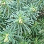 Euphorbia bourgeana Blatt