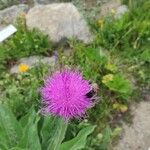 Cirsium heterophyllumFlor