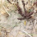 Rumex dentatus Листок