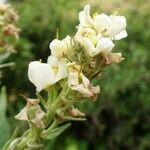 Verbascum lychnitis Цвят