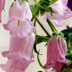 Campanula medium Хабит