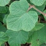 Rubus tricolor Leaf