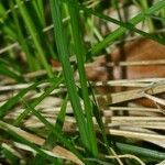 Carex tomentosa Blad