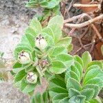 Coleus caninus Leaf