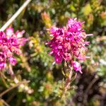 Erica spiculifolia Blodyn