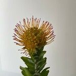 Leucospermum cordifoliumFlower