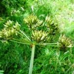 Oenanthe crocata Fruit