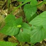 Viola mirabilis Plod