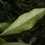 Sagotia racemosa List