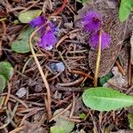 Soldanella alpina Coajă