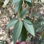 Colebrookea oppositifolia Hoja