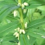 Polygonatum verticillatum 花