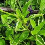 Gynura procumbens Folha